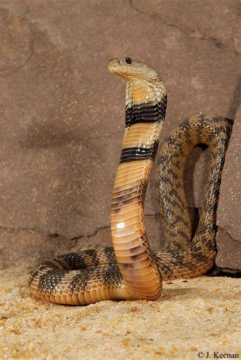 Central Asian Cobra Russian Cobra Oxus Cobra Naja Oxiana