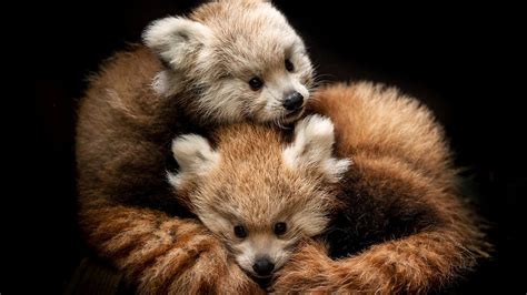 Longleat Safari Park Red Panda Cubs Die In Cold Snap Bbc News