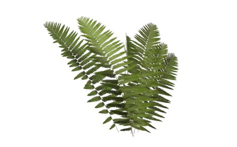 Jungle clipart ferns, Jungle ferns Transparent FREE for download on png image
