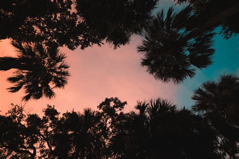 Palm Trees From Below 4k Wallpaper Palm Trees Palm Tree Sunset