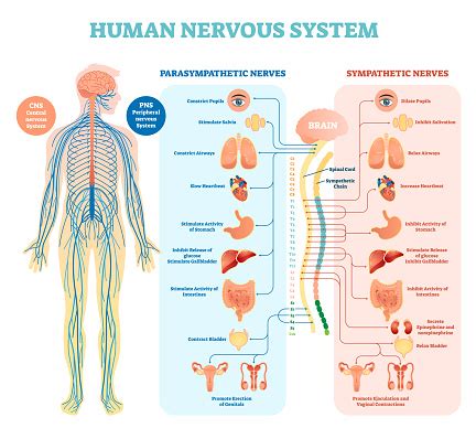 The two types of nerves have. Human Nervous System Medical Vector Illustration Diagram ...