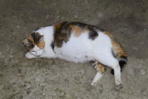 Pregnant Cat Resting Calico Cat With A Big Belly Lying On The C Stock