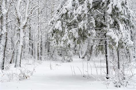 Winter Forest Landscape Birches And Spruces Are Covered With Freshly