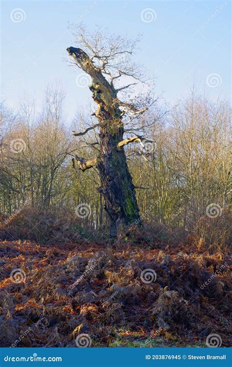 Gnarled Trunk Of An Ancient Sherwood Forest Oak Tree Stock Image