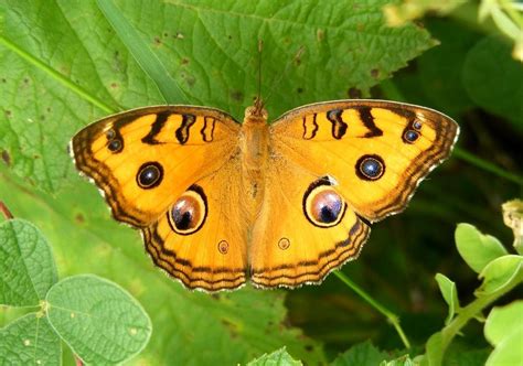 10 Most Amazing And Beautiful Butterflies In The World