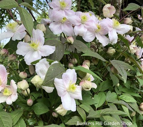 Clematis Montana Mayleen Bunkers Hill Plant Nursery