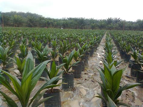 Palm oil consumption is on the rise. Everything Is Originals Just From Me: NURSERY MANAGEMENT