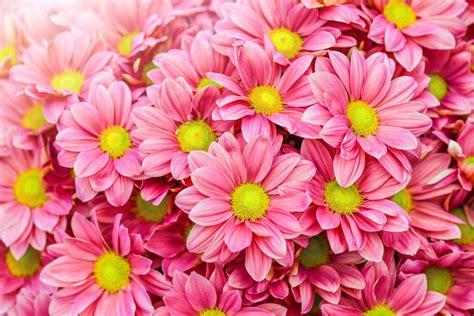 Pink Daisy Wallpapers Top Free Pink Daisy Backgrounds Wallpaperaccess