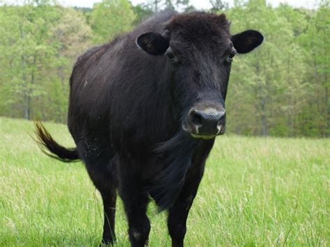 Beefalo A Bison Cattle Hybrid Is Being Touted As The Healthy Meat Of
