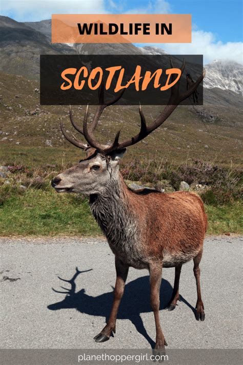 20 Wild Animals In Scotland And Where To Find Them