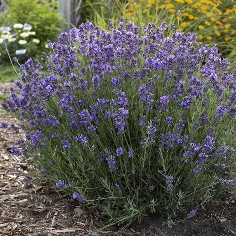 Lavender Hidcote Carbeth Plants