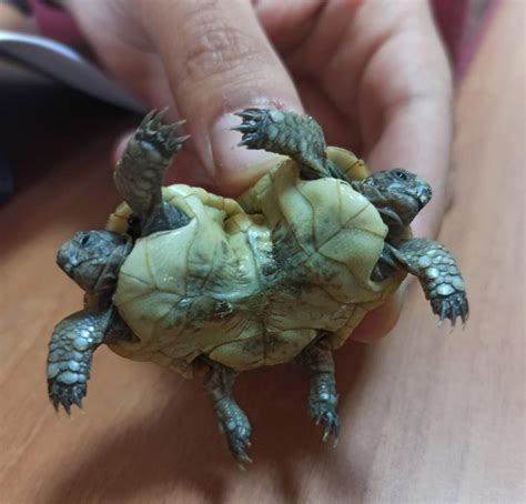 Siamese Twin Turtles Found In Travertines Of Pamukkale