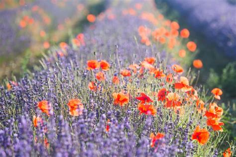 Wild Lavender On A Poppy Field Stock Photo Image Of Flower Field