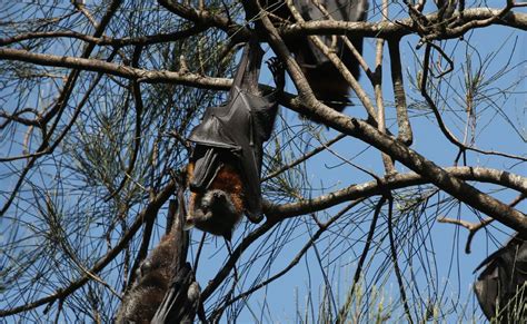 Hunters Flying Fox Population Devastated By Heat And Drought The