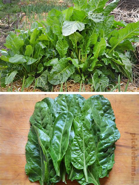 Grow It And Eat It 12 Super Spinach Recipes Picklebums