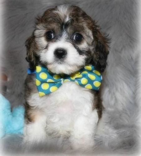 The cavapoo is a designer breed that started showing up in australia in the 1990's.… Cavapoo Puppy for Sale - Adoption, Rescue for Sale in ...