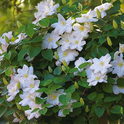 Clematis Henryi Plantfiles Pictures Clematis Early Large Flowered