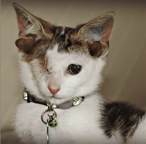 Meet Frankenkitten An Adorable Cat With Four Ears And One Eye