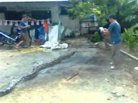 Ular sawa batik terbesar di dunia. Ular Sawa Terbesar 2014 Padang Rengas - YouTube