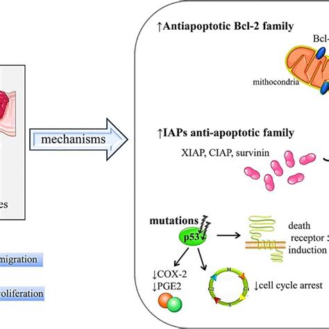 Summarized Scheme With Mechanisms Of Apoptosis Evasion In Colorectal