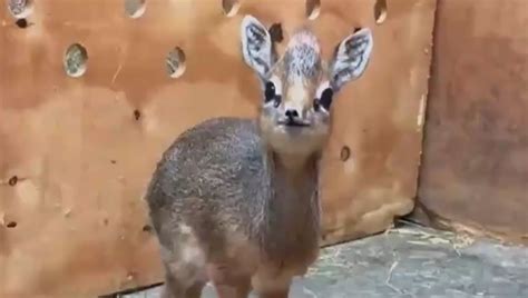 Tiny Baby Antelope Melting Hearts Across The Globe