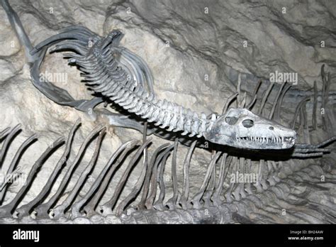 Mososaur Fossil Hi Res Stock Photography And Images Alamy