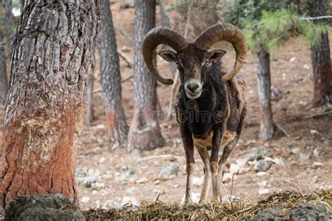 Iberian Mouflon Ovis Orientalis Musimon Stock Photo Image Of Forest