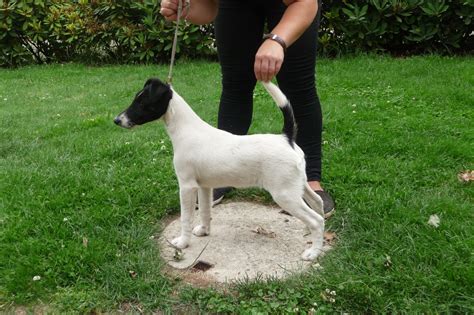 Die rüden der glatthaarigen foxterrier weisen eine maximale schulterhöhe von 39 zentimetern aufweisen, die hündinnen sind etwas kleiner. Foxterrier-Zwinger "von der Bismarckquelle" - Glatthaar ...