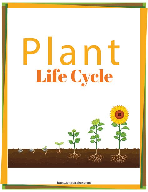 Plant Life Cycle Worksheets Free Printables For Kids Adanna Dill