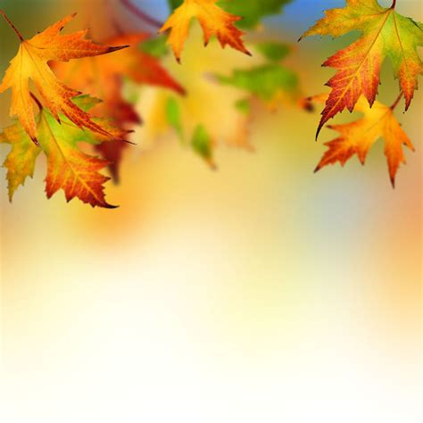 Autumn Leaves Background Border Best Wallpaper Borders