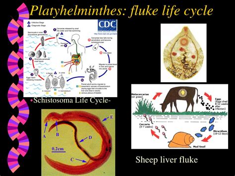 Ppt Platyhelminthes Flatworms Powerpoint Presentation Free Download