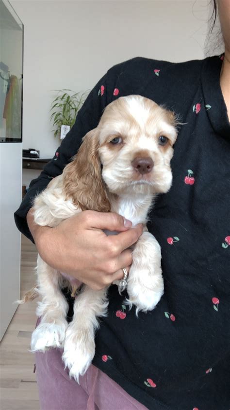 Get the puppy of your dreams. American Cocker Spaniel Puppies For Sale | Little Elm, TX ...