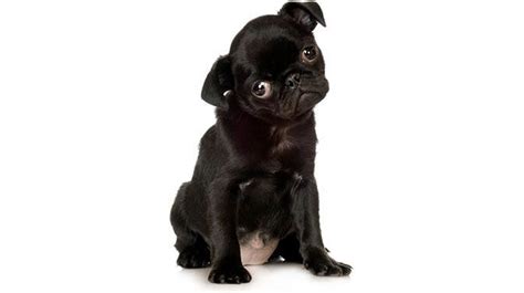 The best english bulldog names fall into a few categories. Over 200 Cute Pug Names That Will Work For Boys and Girls
