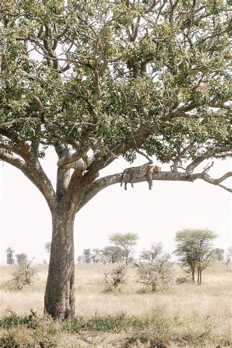 an animal that is sitting in the middle of a tree with another animal
