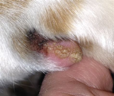 I think my dog has ringworm on his dewclaw. Is there a way for you to look at a picture of it
