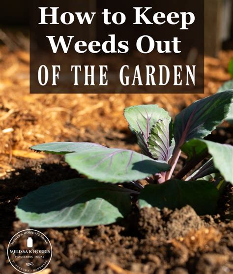 How To Keep Weeds Out Of The Garden Naturally Melissa K Norris