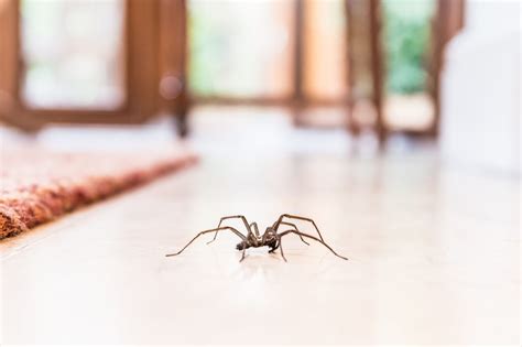 13 Ways To Keep Spiders Away Naturally Without Killing Them Storables