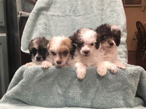 Although there are some small plants in or near the city, the main economic engine is camp lejeune marine base and its associated. Poodle (Toy) puppy for sale in JACKSONVILLE, NC. ADN-21686 on PuppyFinder.com Gender: Female ...