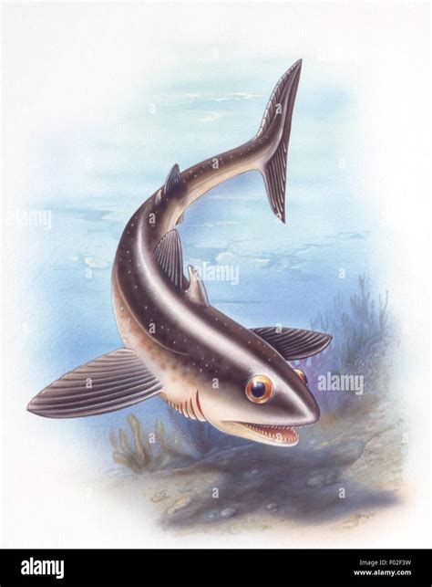 Palaeozoology Devonianpermian Period Extinct Fishes Cladoselache
