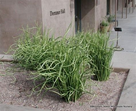 With a gift card, you can brighten up someone's home, office, or garden with a potted plant of their poot's cactus nursery 17229 e. Pedilanthus macrocarpus (Lady's Slipper) - Mountain States ...