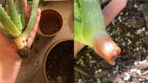 Aloe Vera Plant Has No Roots Causes And What To Do Garden For Indoor