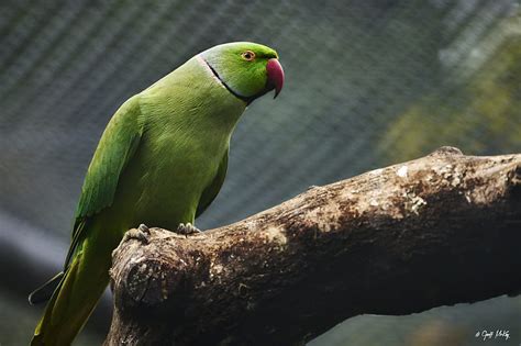Parrot Bird Beak Green Branch Hd Wallpaper Peakpx
