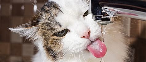 Why Does My Cat Drink More Water Vetbabble