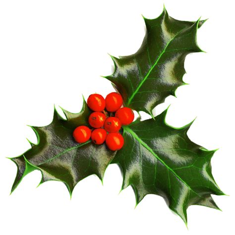 Holly Christmas Green Leaves PNG | PNG Play png image