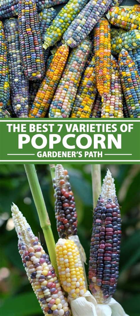 The Best 7 Varieties of Popcorn to Grow Your Own | Gardener’s Path