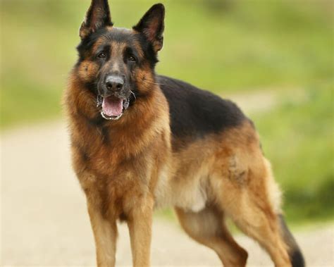 10 Most Loyal Dog Breeds Uk Pets