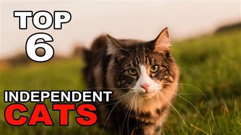 Top 6 Most Independent Cat Breeds Youtube