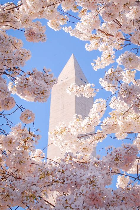 Ultimate Guide To Seeing Washington Dc S Cherry Blossoms Artofit