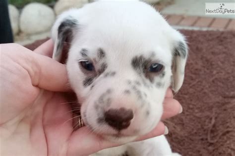 Rl Orange Dalmatian Puppy For Sale Near Inland Empire California