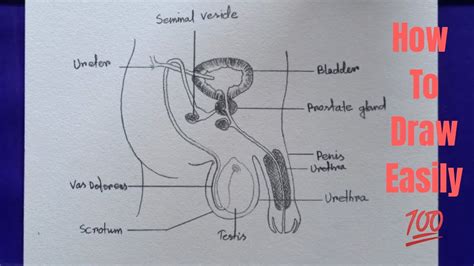 How To Draw Male Reproductive System Easily Step By Step Youtube